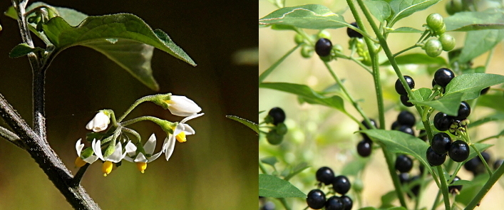 [Two photos spliced together. Photo on left displays a branch of a plant with two offshoots visible. The top one has several leaves. The bottom one has a sub-branching of six stems leading to white-petaled flowers with yellow stubs emanating from the center of flower. The bottom flowers have their petals folded back towards the stem while the top flowers have their closed petals completely hiding the yellow centers. Photo on right has masses of smooth black berries at the ends of stems attached to the main vertical branches amid the many leaves. There is also one grouping of green berries. ]